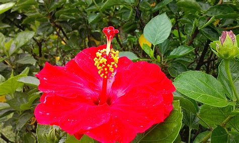 大紅花種植|【園藝趣談】大紅花或朱槿 